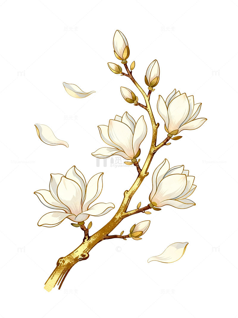 手绘风玉兰花枝插画设计素材