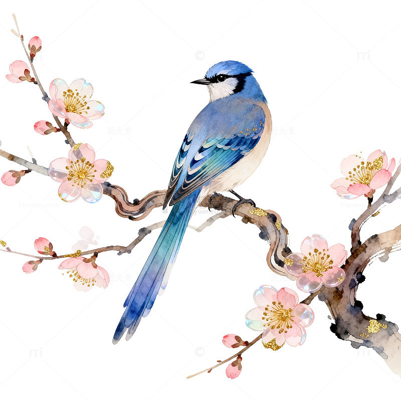水彩风蓝鸟梅花枝手绘插画设计素材