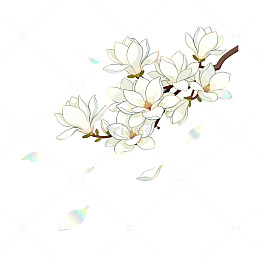手绘风玉兰花枝透明背景设计素材