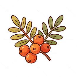 卡通风格沙棘果实枝叶插画设计素材