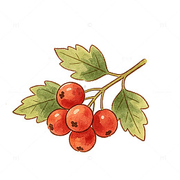 手绘风红色浆果枝叶插画素材