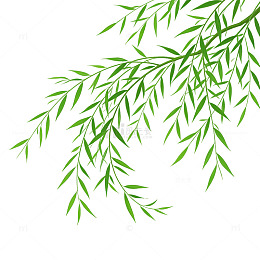 飘舞的柳树柳叶