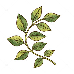 手绘风植物枝叶插画设计素材藤蔓免抠