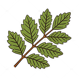 手绘风植物枝叶插画设计素材免抠