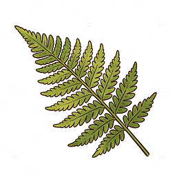 手绘风蕨类植物叶子矢量素材