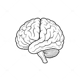 线条风大脑结构手绘插画设计素材