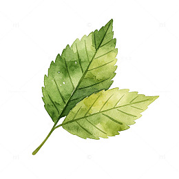 水彩风绿叶植物手绘设计素材