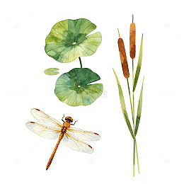 水彩风蜻蜓荷叶芦苇植物插画素材