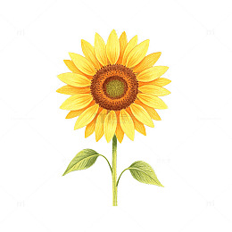 手绘风向日葵花卉插画设计素材免抠