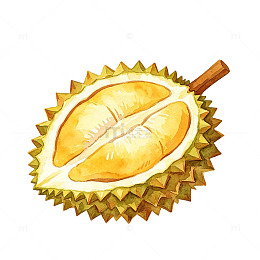 手绘风榴莲水果插画设计素材