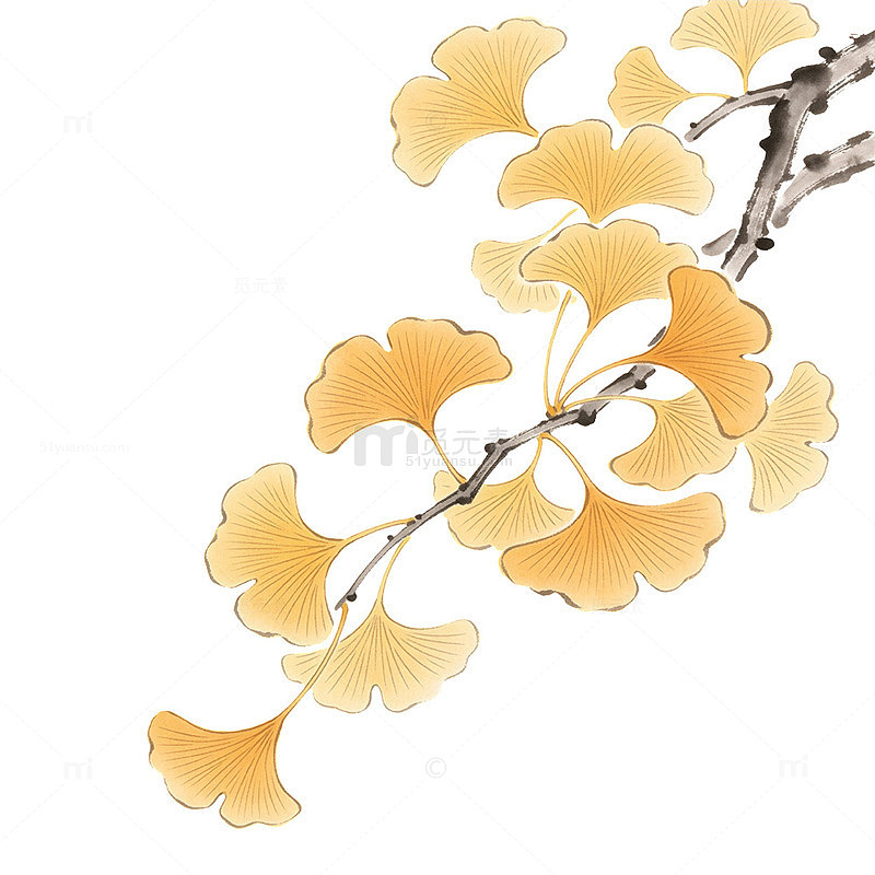 水墨风银杏叶枝条手绘插画设计素材