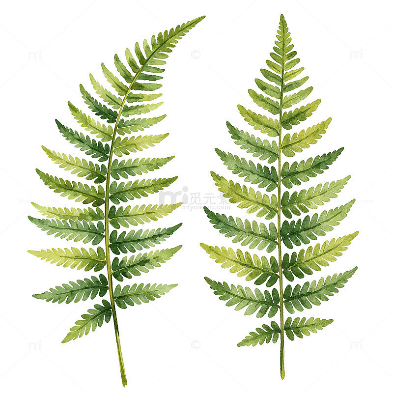 水彩风蕨类植物叶片设计素材