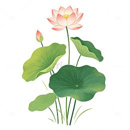 国画风荷花荷叶植物插画设计素材