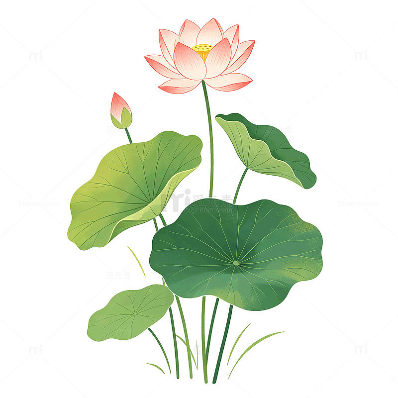 国画风荷花荷叶植物插画设计素材