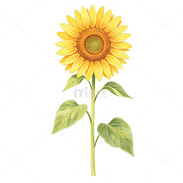 手绘风向日葵植物插画设计素材