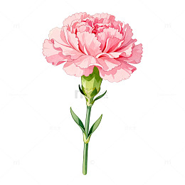 水彩风粉色康乃馨花卉插画素材