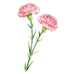 水彩风康乃馨花卉手绘设计素材