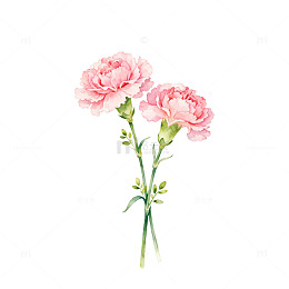 水彩风粉色康乃馨花卉插画素材