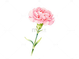 水彩风粉色康乃馨花卉插画素材
