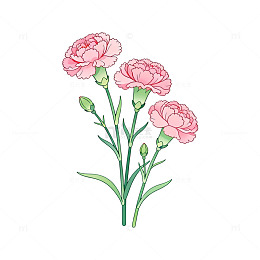 手绘风康乃馨花卉插画设计素材