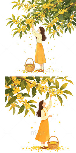 采摘桂花，秋日桂花