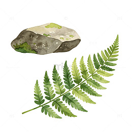 水彩风自然植物蕨叶石头设计素材