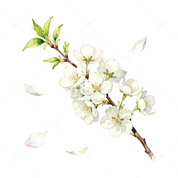 水彩风樱花枝条手绘花卉设计素材