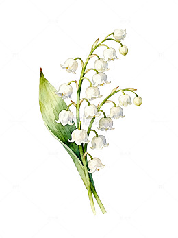 水彩风铃兰花植物手绘插画素材