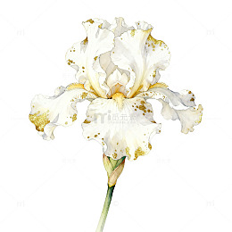 水彩风白色鸢尾花手绘花卉设计素材