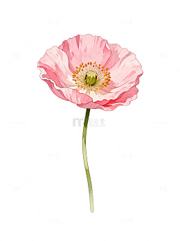 水彩风粉色虞美人花卉插画素材