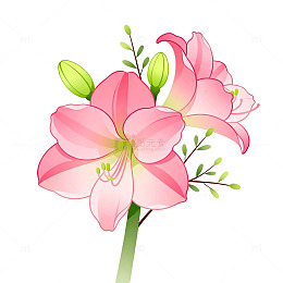 手绘风粉色朱顶红花卉设计素材