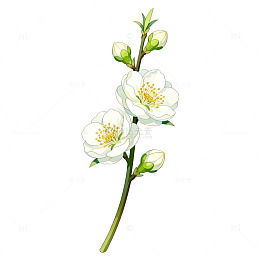 水彩风白花枝条手绘花卉设计素材
