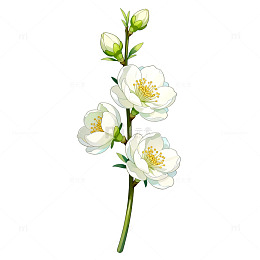水彩风白花枝条手绘花卉设计素材