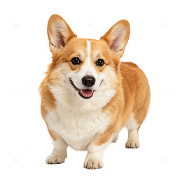 高清风柯基犬宠物摄影素材