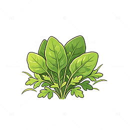 卡通风格新鲜绿叶蔬菜插画素材