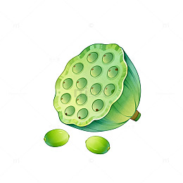 卡通风格莲蓬果实插画设计素材