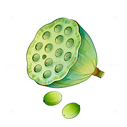 手绘风莲蓬果实植物插画设计素材