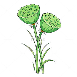 手绘风莲蓬植物插画设计素材
