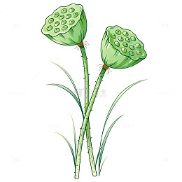 手绘风荷花莲蓬植物插画素材