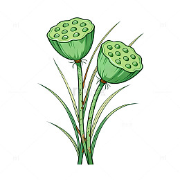 手绘风莲蓬植物插画设计素材