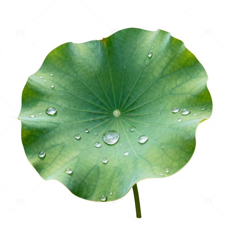 清新风荷叶水珠自然素材