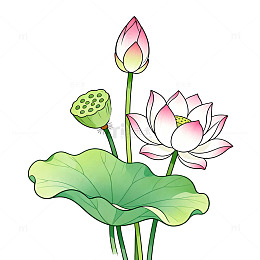 手绘风荷花莲花植物插画设计素材
