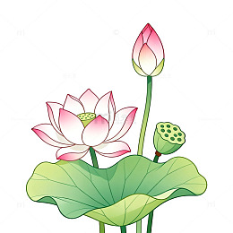 手绘风荷花莲蓬插画设计素材