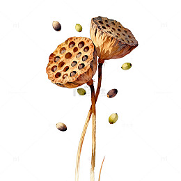 手绘风莲蓬果实植物插画设计素材