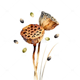 水彩风莲蓬果实植物插画设计素材