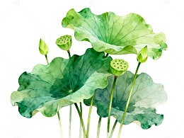 水彩风荷叶莲蓬手绘植物插画素材