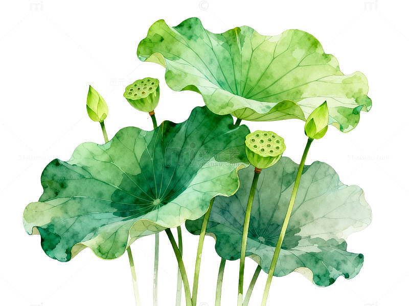 水彩风荷叶莲蓬手绘植物插画素材
