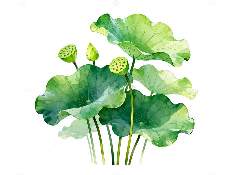 水彩风荷叶荷花植物插画素材