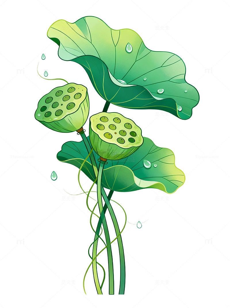卡通风格莲蓬荷叶植物插画素材