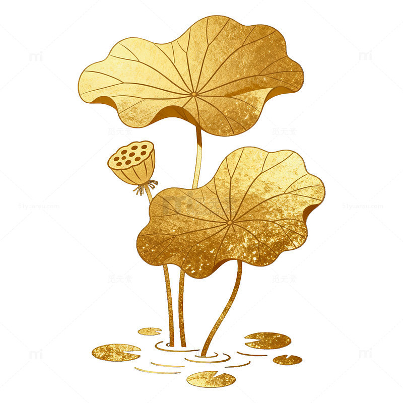 金色风荷叶莲蓬插画设计素材
